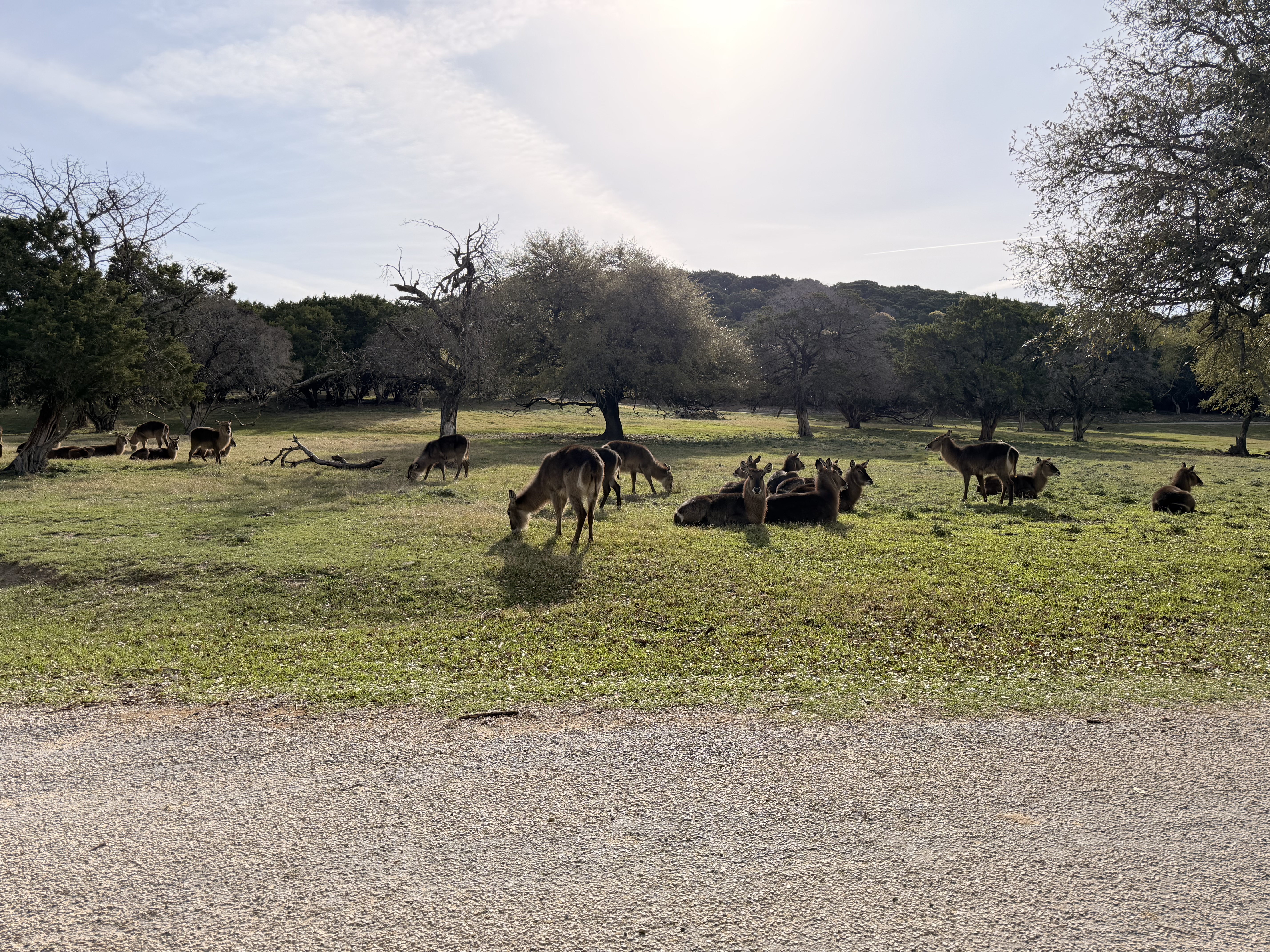 The Safari - Photo 1