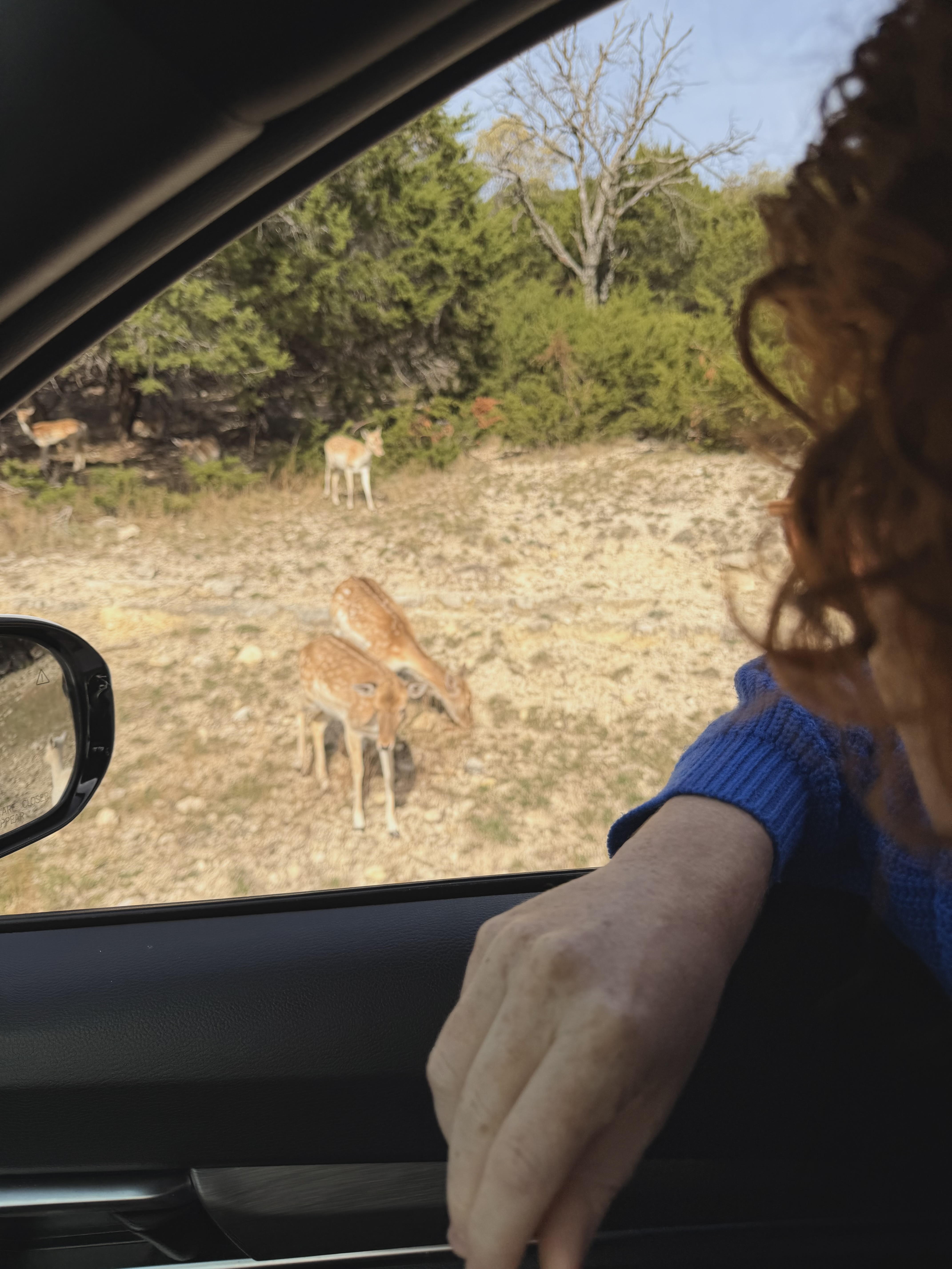 The Safari - Photo 3