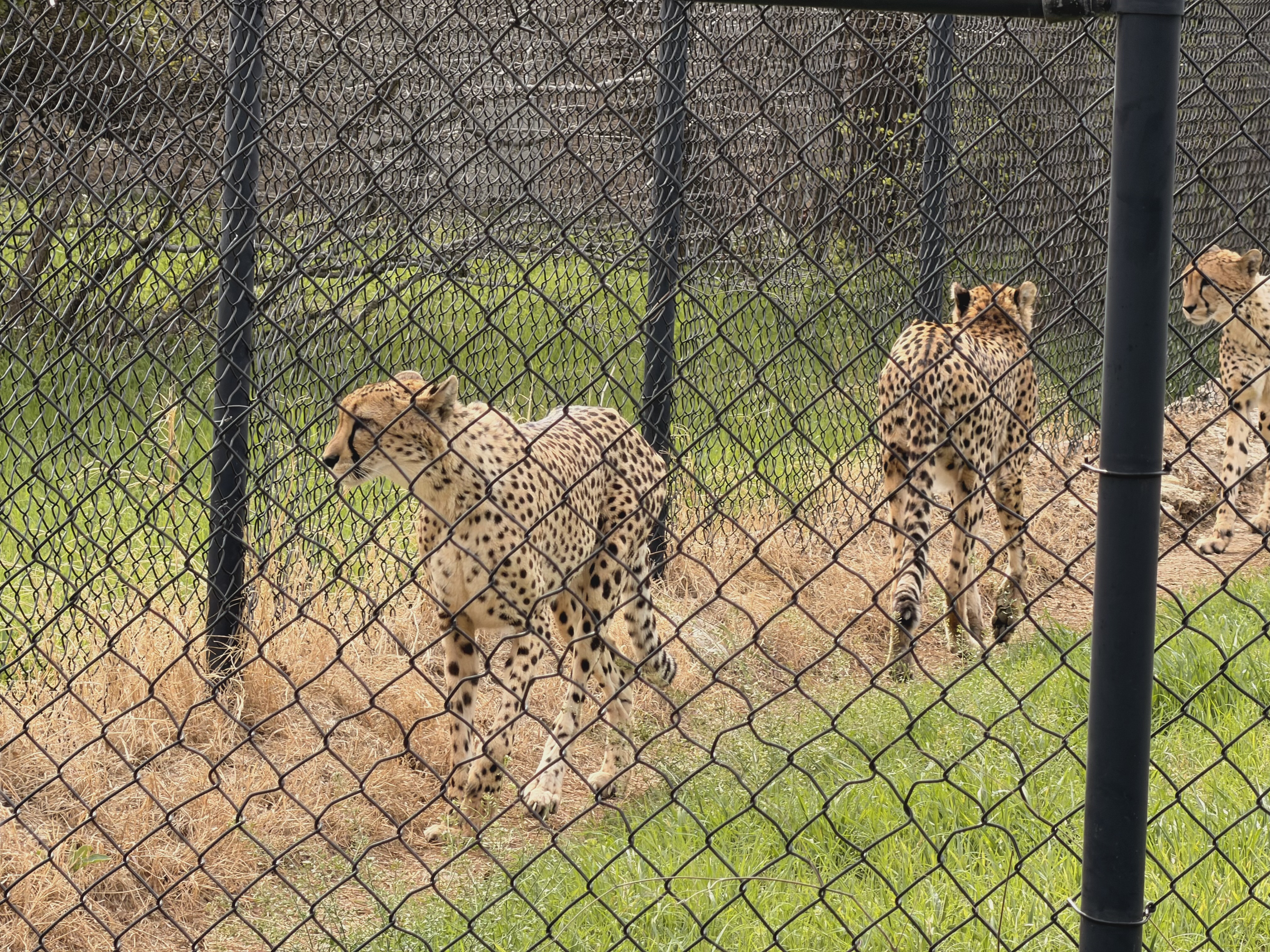 The Safari - Photo 9